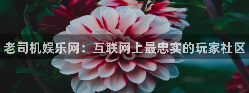 庄闲和游戏官网：老司机娱乐网：互联网上最忠实的玩家社区